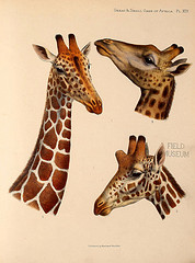 giraffe necks