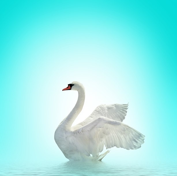 swan