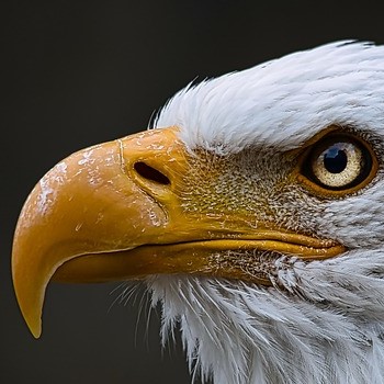 eye of a bald eagle