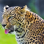 leopard