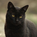 black cat