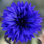 blue flower