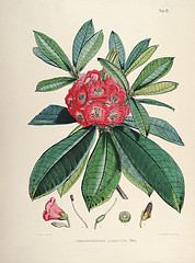 drawing of a plant