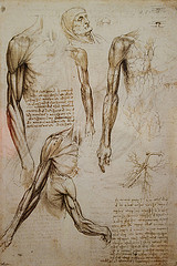 Da Vinci drawing of arms