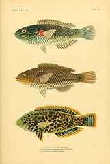 drawing of fish