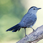 gray bird