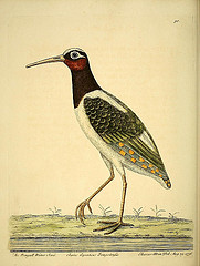 drawing of a bird with long legs