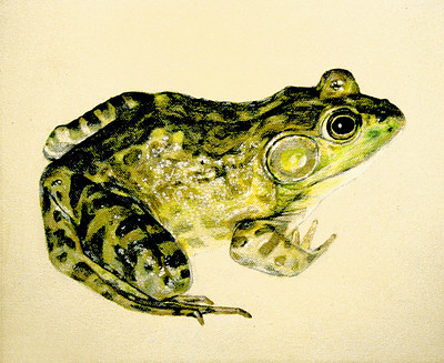 drawing of a frog