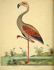 drawing of a bird with long legs