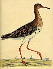 drawing of a bird with long legs