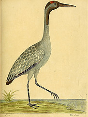 drawing of a bird with long legs
