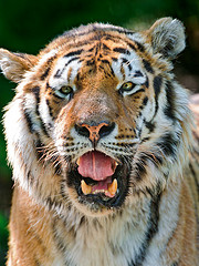 tiger with mouth open