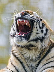 tiger with teeth showing