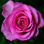 pink rose