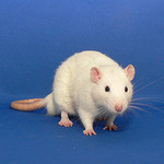 white rat