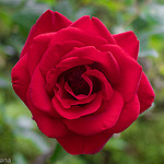 red rose