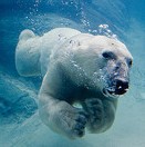 polar bear swimming