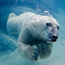 polar bear swimming