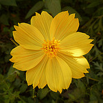 yellow flower