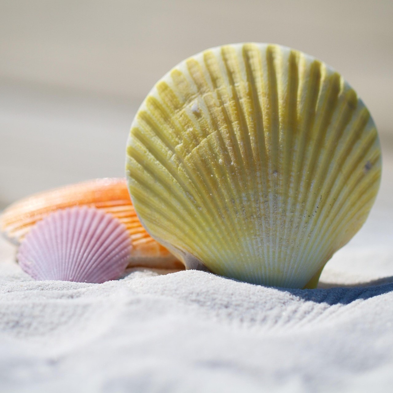 a group of seashells